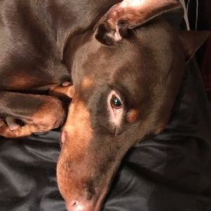 Meet your Posher, Debbie